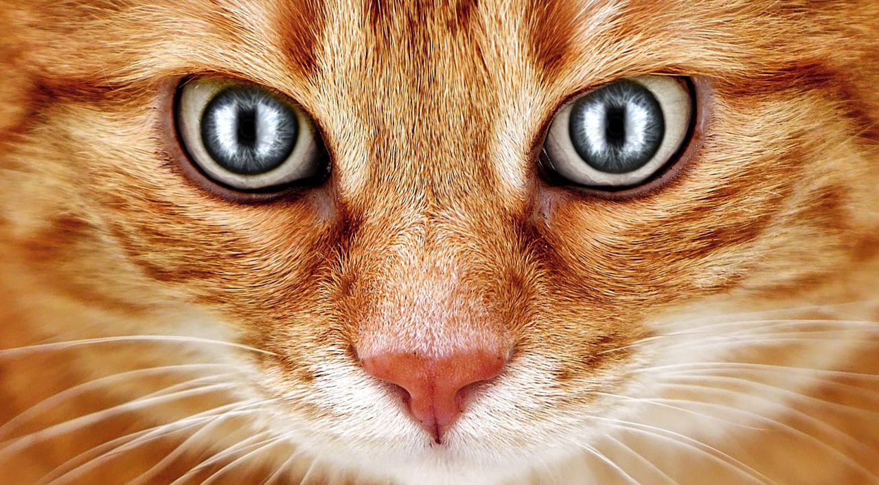 IBD Katze Katzenblick